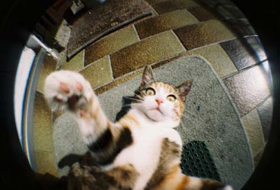Fisheye Beispiel 03