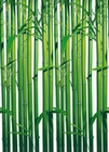 Fototapete -  Bambus - Bamboo Wall 4 part