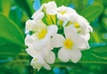 Fototapete - Plumeria Bl�te - Blume