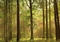  x FOTOTAPETE HERBSTWALD WALD