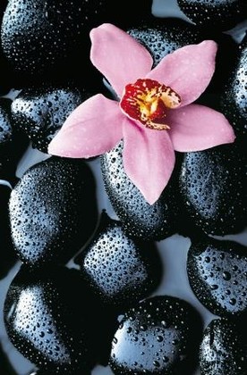 Fototapete - Riesenposter - Blume Orchidee - Stone Orchid - Klicken f�r gr�ssere Ansicht