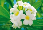FOTOTAPETE - PLUMERIA BL�TE - BLUME